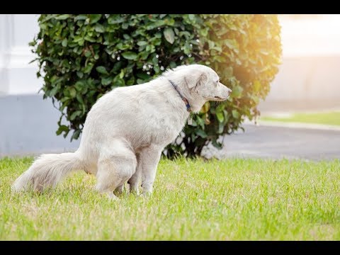 Top 4 Home Remedies for Dog Constipation (Safe, Natural and Effective)