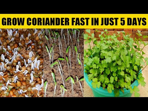 How To Germinate Coriander Fast | In Just 5 Days | Grow Coriander In 5 Days  | Coriander | Cilantro - Youtube