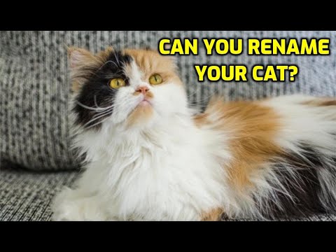 When Is A Cat Too Old To Change Its Name? - Youtube