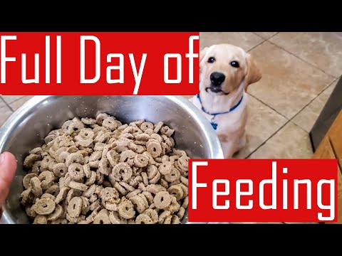 Full Day Of Feeding Our Labrador Puppy - What My Dog Eats In A Day (Food  Chart) - Youtube