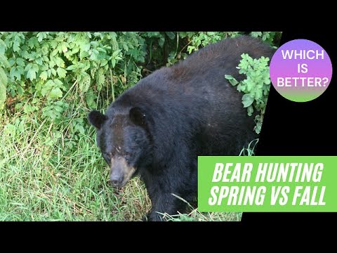 Bear Hunting | Which Is Better: Spring Or Fall? - Youtube
