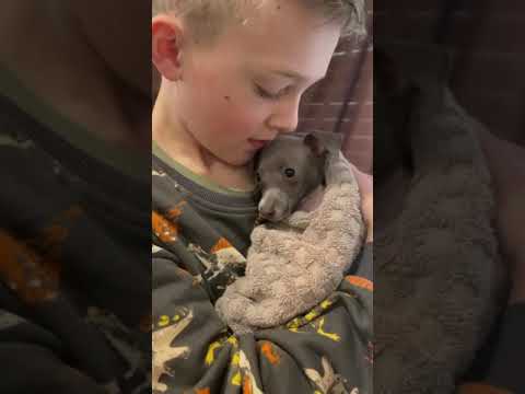Boy reassures shaking puppy after its bath
