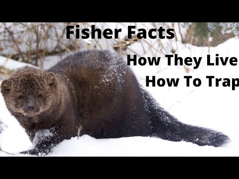 Fisher Facts! How They Live & How To Trap!