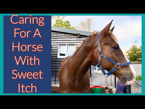 TIPS TO HELP A HORSE WITH SWEET ITCH | Equestrian