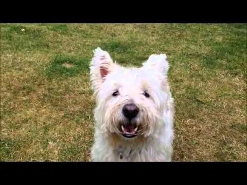 How To Stop A Westie From Barking! - Youtube