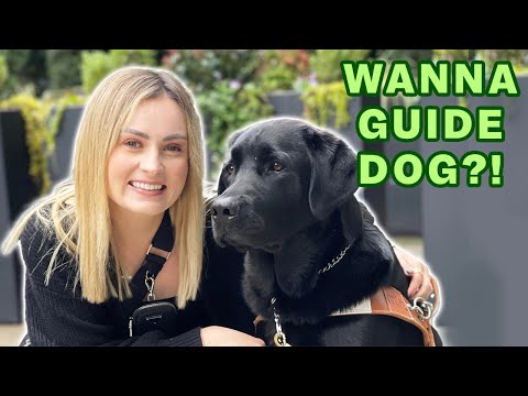 What You Should Know Before Getting A Guide Dog…