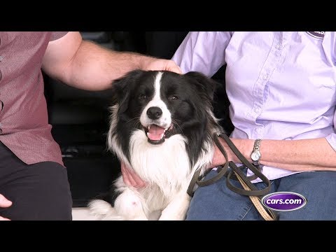How to Travel with a Dog in the Car