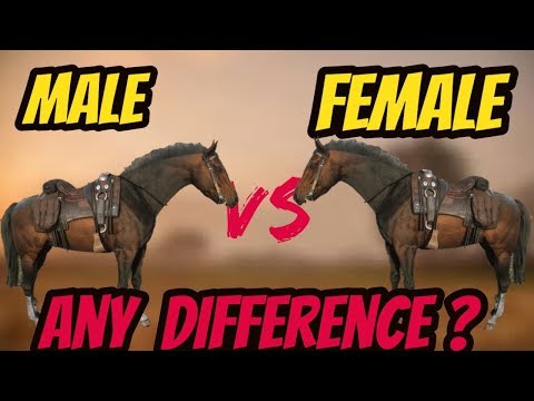 Rdr 2 Male Vs Female Horse ! Is There Any Difference ? - Youtube