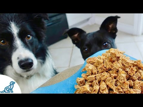 The Best Homemade Dog Training Treats