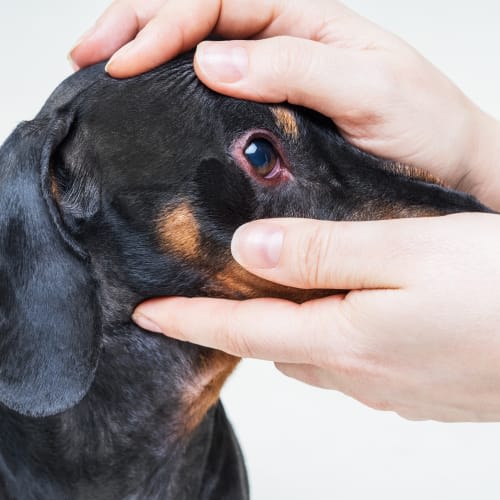 Conjunctivitis In Dogs - Causes & Treatment | Carolina Veterinary  Specialists | Charlotte Vet