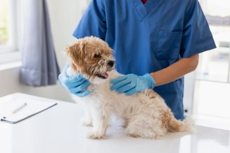 Why Does My Dog Need A Urinalysis? | Portland Vets