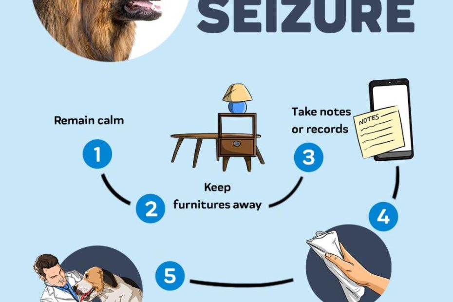Seizures & Epilepsy In Dogs: What To Look Out For And How To Help – Innovet  Pet
