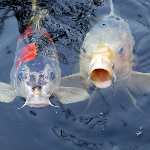Why Are My Koi Carp Not Eating? (And How To Fix It) - Pond Informer