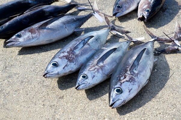 What Would Happen If I Eat 100 Tuna Steaks A Month? - Quora