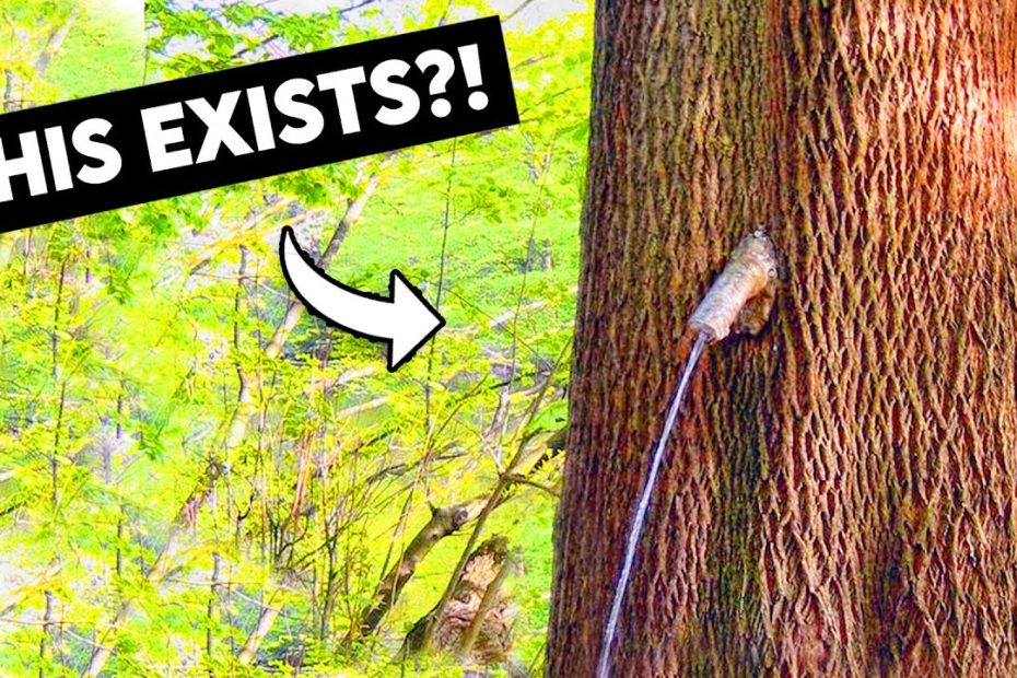 I Found Germany'S Peeing Tree - Youtube