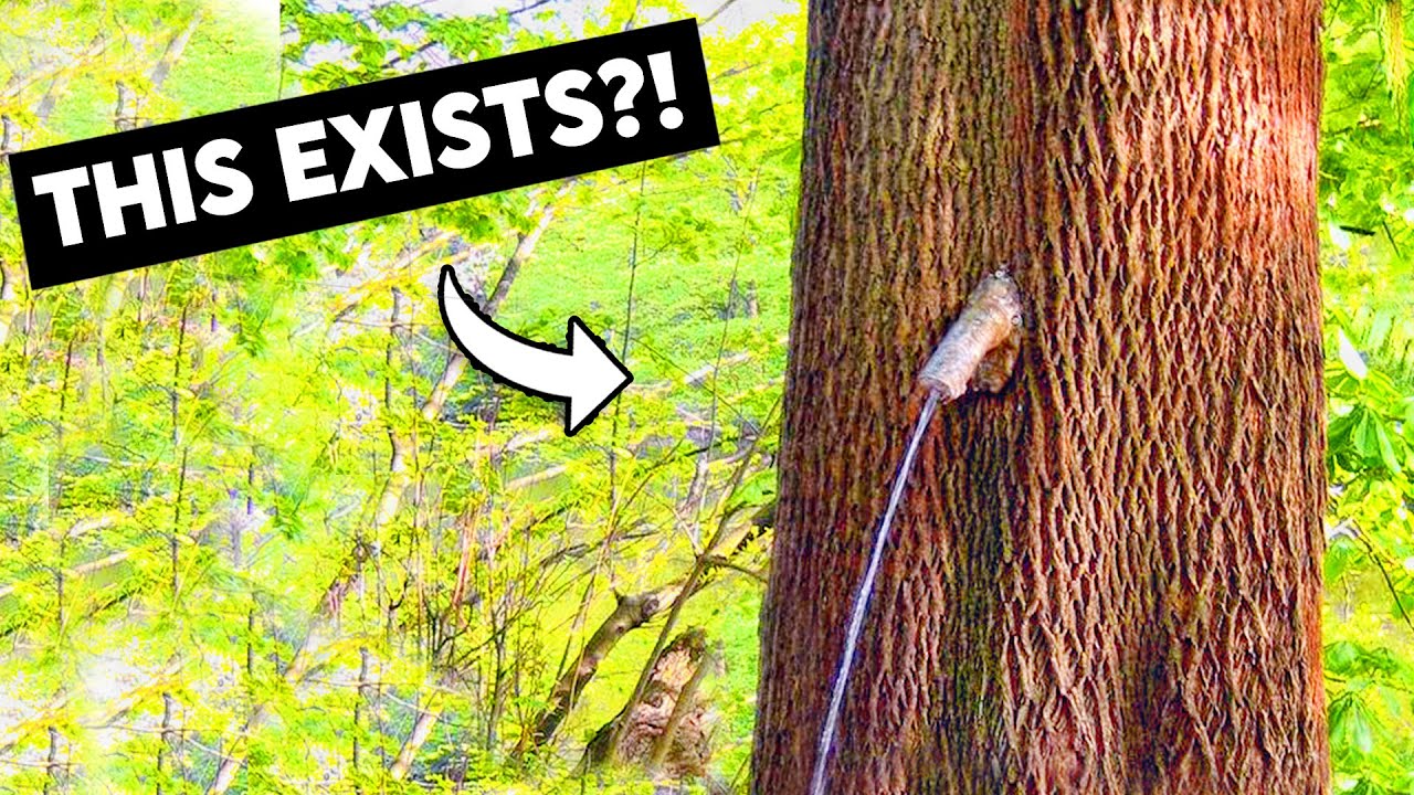 I Found Germany'S Peeing Tree - Youtube