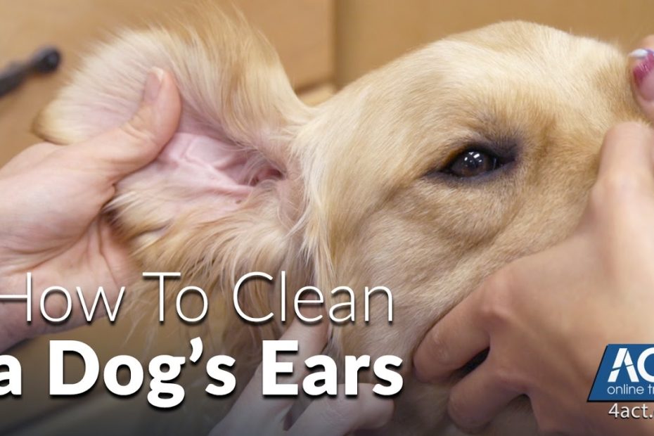 Cleaning A Dog'S Ears - Veterinary Training - Youtube