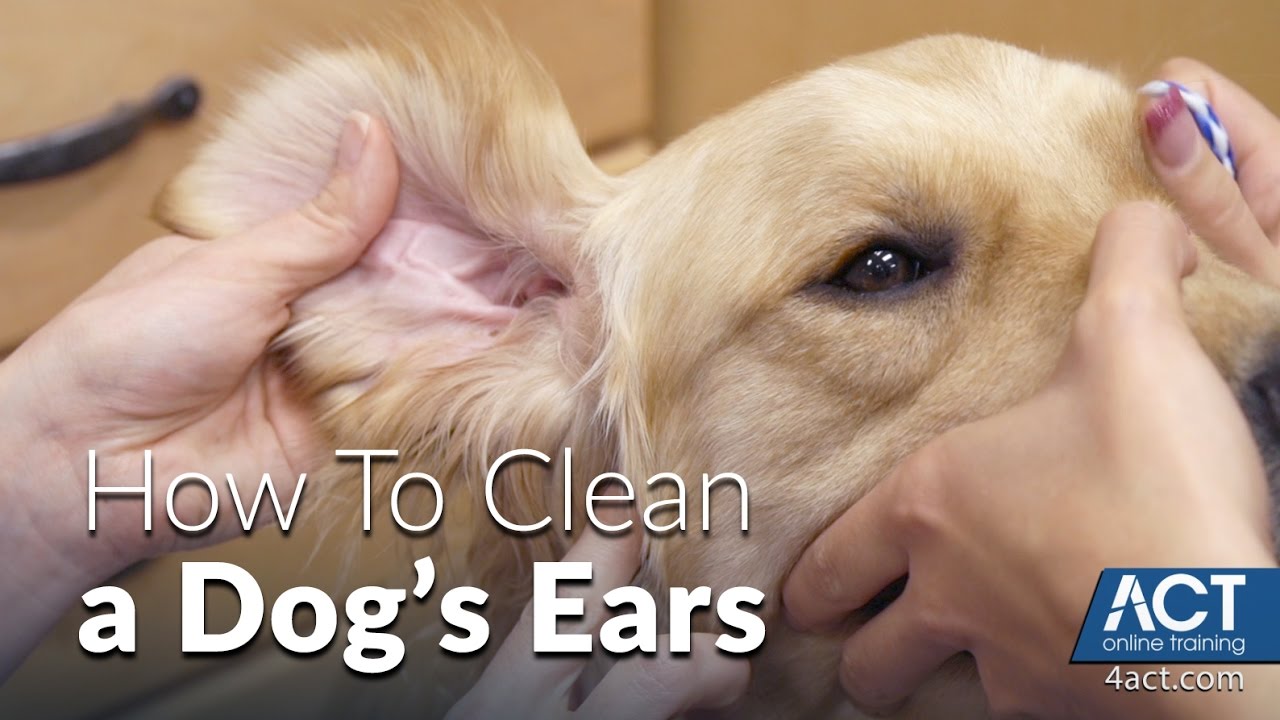 Cleaning A Dog'S Ears - Veterinary Training - Youtube
