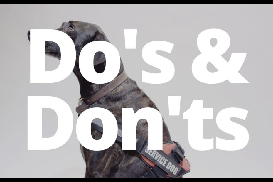 Service Dog Etiquette - Do'S And Don'Ts - Youtube