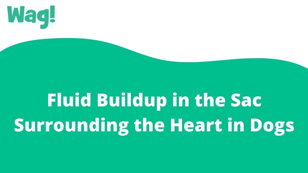 Fluid Buildup In The Sac Surrounding The Heart In Dogs - Symptoms, Causes,  Diagnosis, Treatment, Recovery, Management, Cost