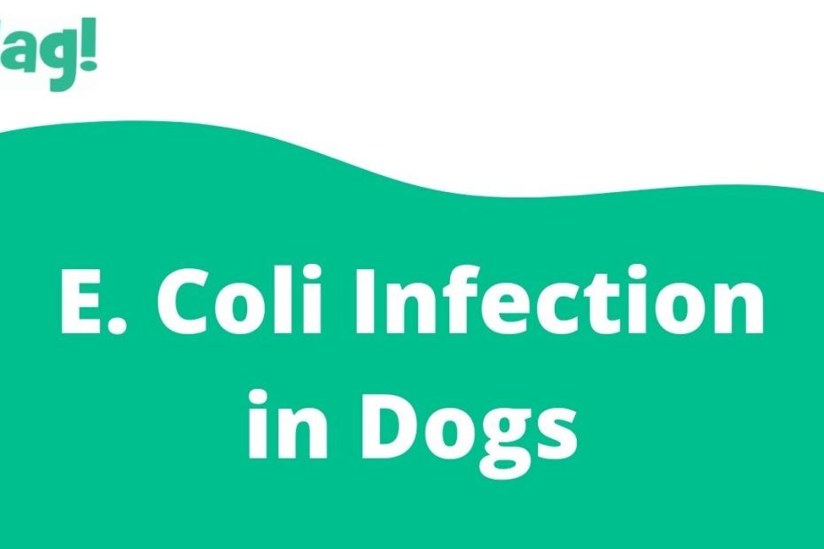 E. Coli Infection In Dogs - Symptoms, Causes, Diagnosis, Treatment,  Recovery, Management, Cost