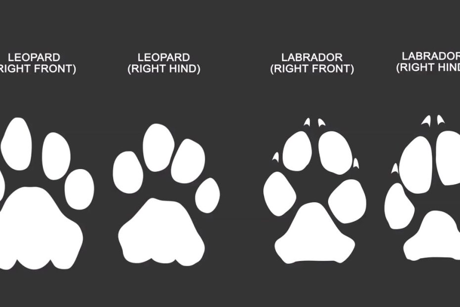 3 Differences Between Big Cat Prints And Dog Prints - Youtube