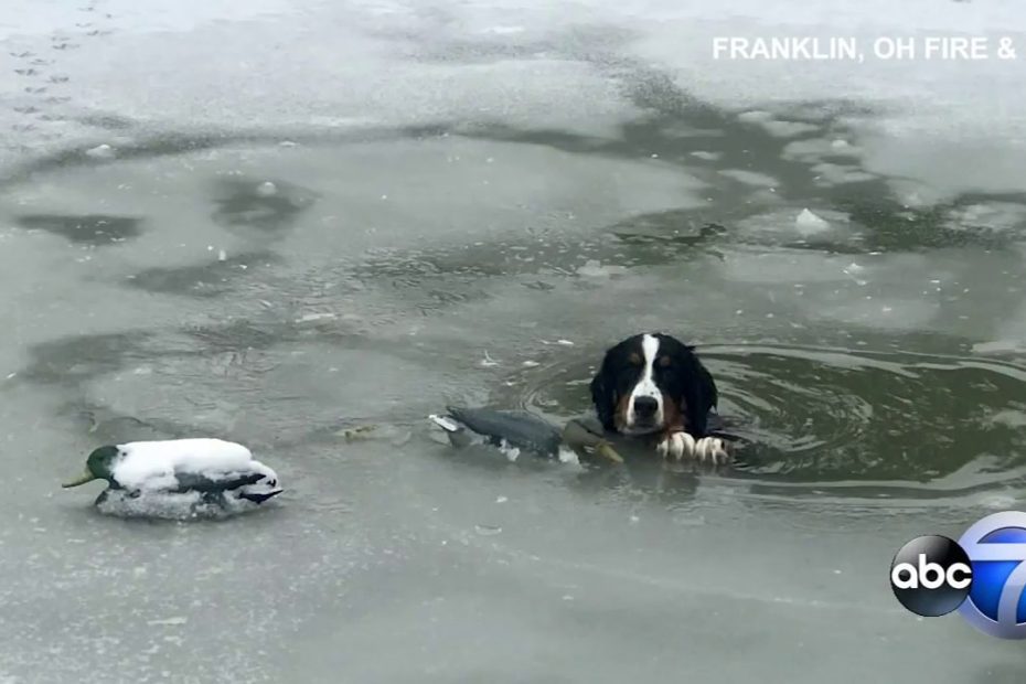 Dog Falls Through Ice, Rescued From Freezing Water - Youtube