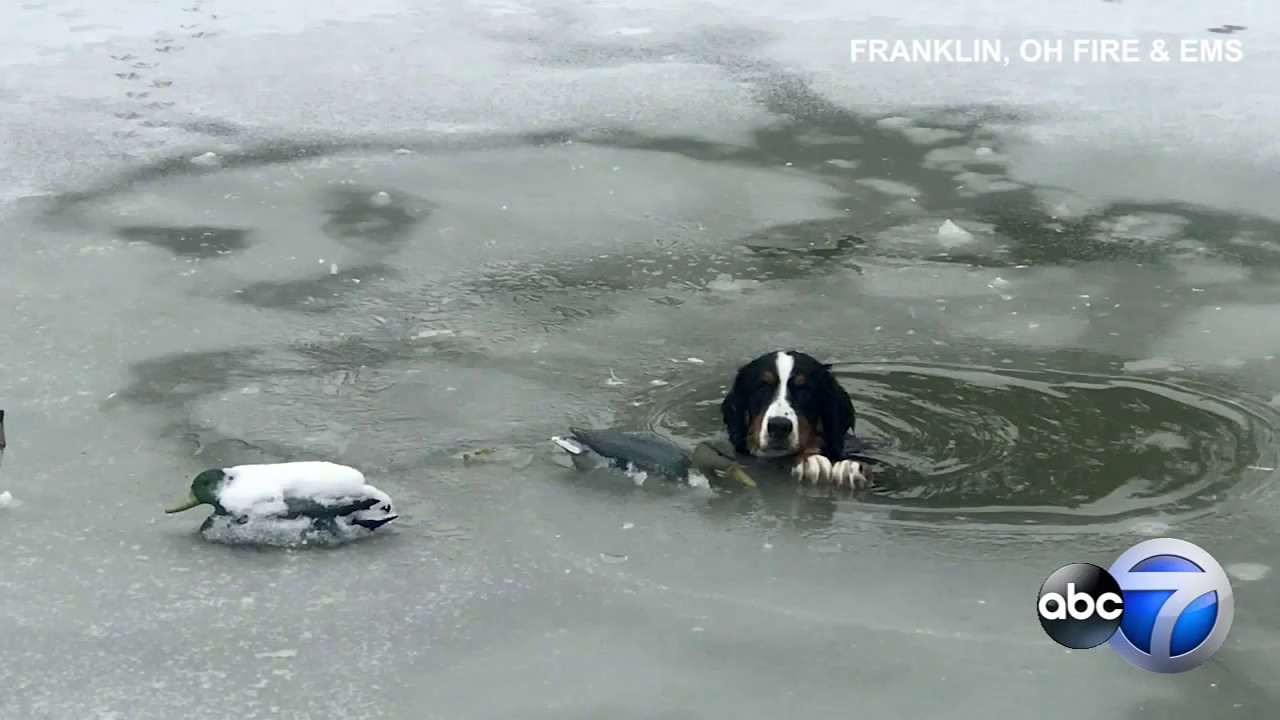 Dog Falls Through Ice, Rescued From Freezing Water - Youtube