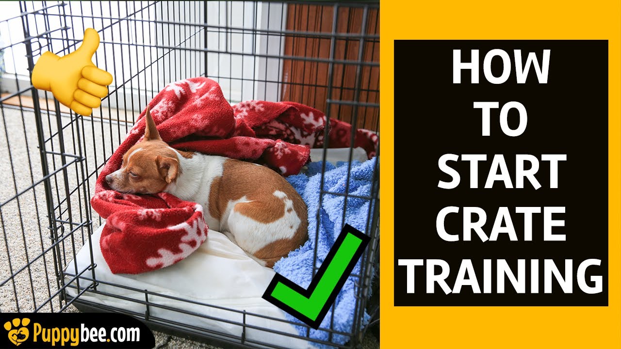 How To Crate Train A Puppy | Puppybee.Com