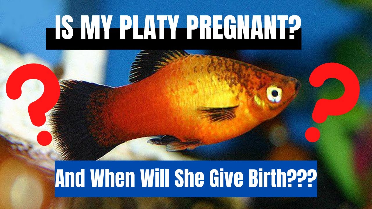 How To Tell If My Platy Is Pregnant And When Will She Give Brith **Platy  Breeding** - Youtube