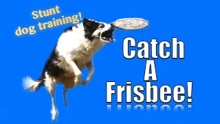 How To Teach Your Dog To Catch A Frisbee In The Air - Youtube