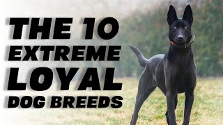 The 10 Extreme Loyal Dog Breeds - Youtube