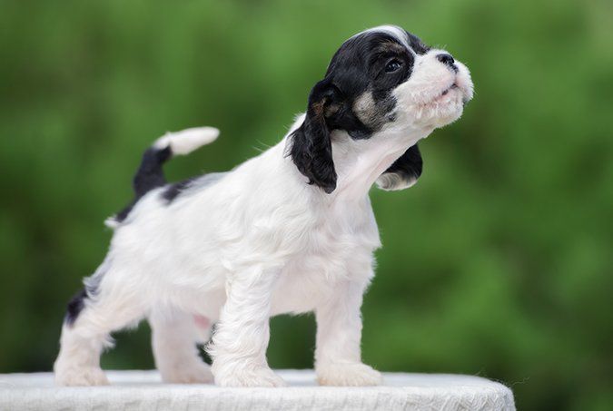 The Meanings Behind Different Dog Sounds - Whole Dog Journal