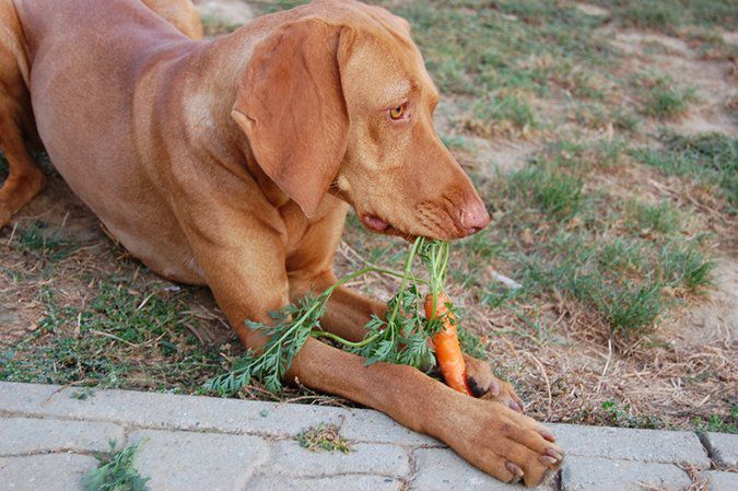 What Vegetables Can Dogs Eat? - Whole Dog Journal