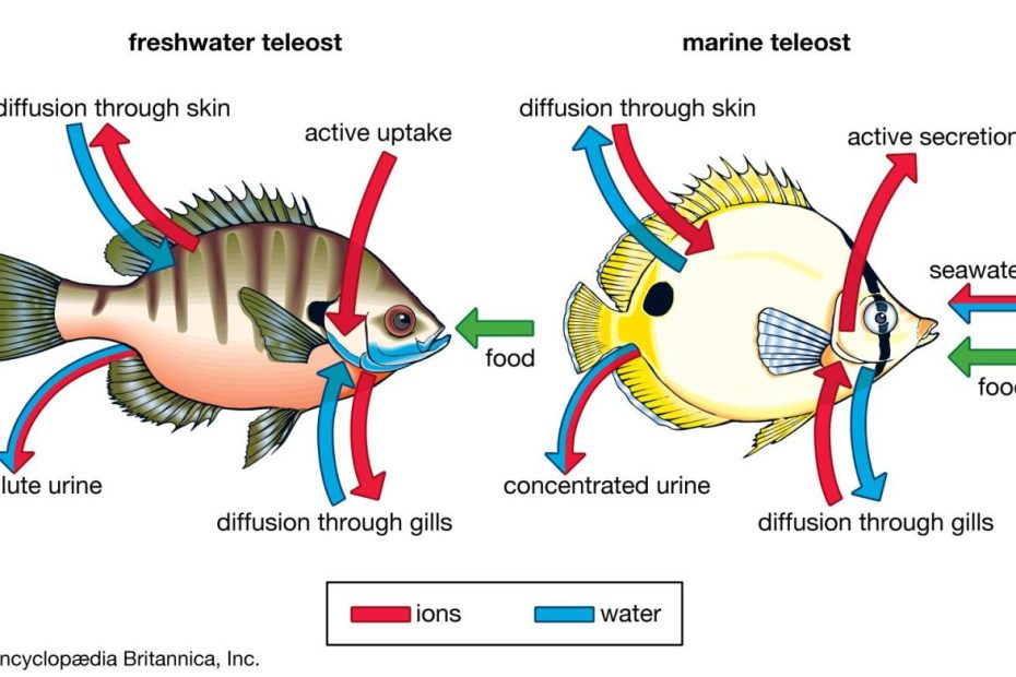 Fish - Gills, Lungs, Swim Bladder | Britannica