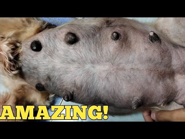 How To Feel Puppies In Dogs Belly? Puppies Moving In Belly - Youtube