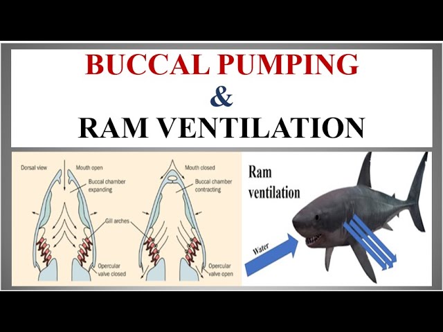 Difference Between Buccal Pumping & Ram Ventilation - Youtube