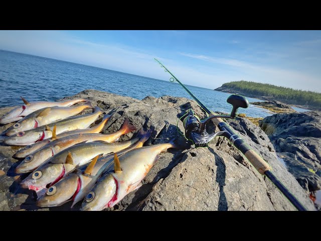 Catch And Cook Off Massive Maine Cliffs! Fishing Acadia National Park! -  Youtube