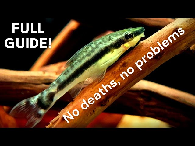 Full Otocinclus Catfish Care Guide! Why Otos Die? What Otos Eat? - Youtube