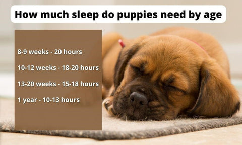 Puppy Sleep Schedule By Age – P.L.A.Y.