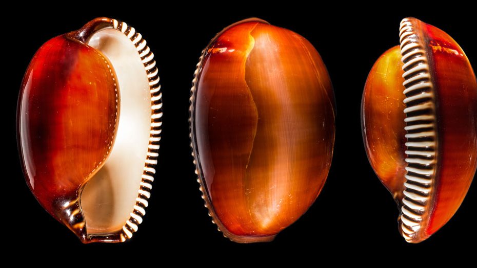 The Rarest Seashell In The World – Beachcombing Magazine