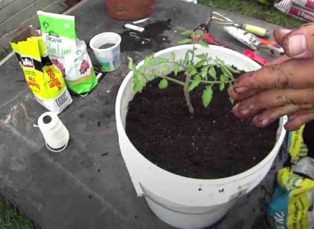 Can I Grow Tomatoes In A Five-Gallon Bucket? - Gardening Channel