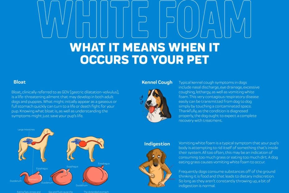 Dog Vomiting White Foam – Innovet Pet