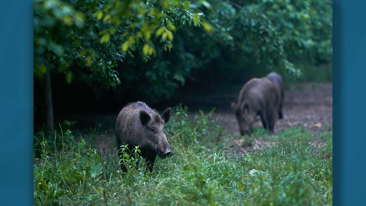 Keeping Destructive Wild Hogs At Bay In Tennessee