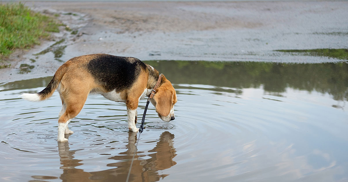 Leptospirosis In Dogs: What To Watch Out For | Zoetis Petcare
